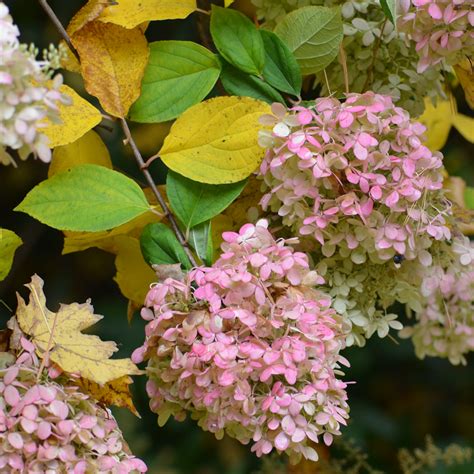 28 Fall Garden Ideas And Tips Proven Winners