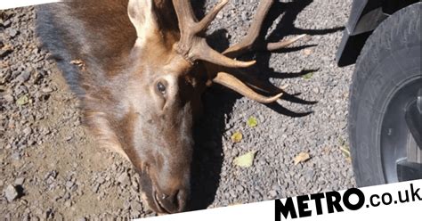 Hunter Killed By Elk Day After He Shot It With Bow And Arrow Metro News