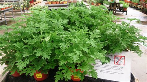 Don't bug me! house plants that resist pests
