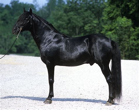 Kentucky Mountain Saddle Horse