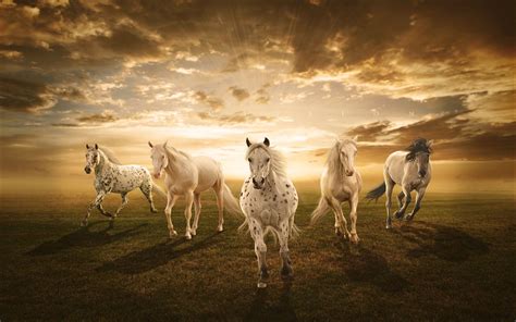 Horse Wallpaper Hd White Horses Desktop Background