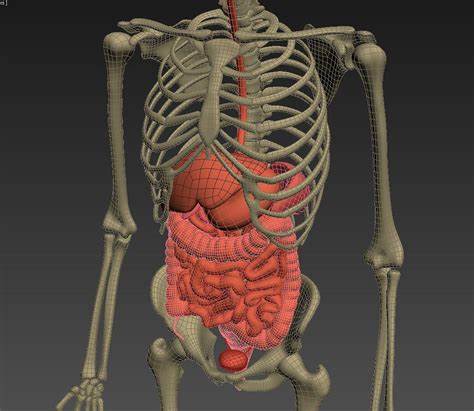 Human Body Anatomy Animation Humanejulb