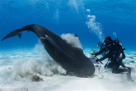 Photographer Captures Images Of Divers Feeding Tiger