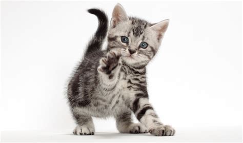 American shorthair cat petit block from daiso japan. American Shorthair Cat Breed Information
