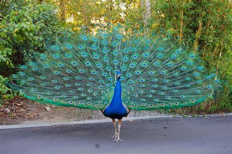 Beauty Quotes About Peacocks Quotesgram