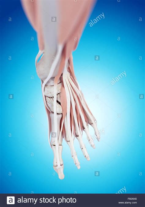Medically Accurate Illustration Of The Foot Anatomy Stock Photo Alamy