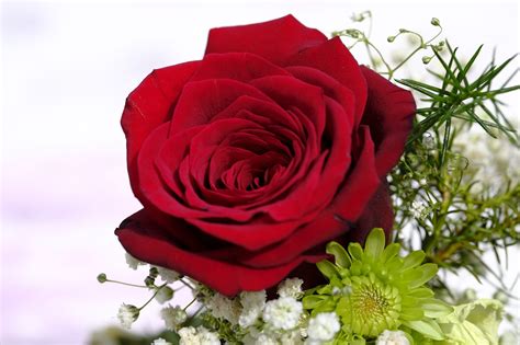 Rose Rosenstrauß Blumenstrauß Kostenloses Foto Auf Pixabay Pixabay