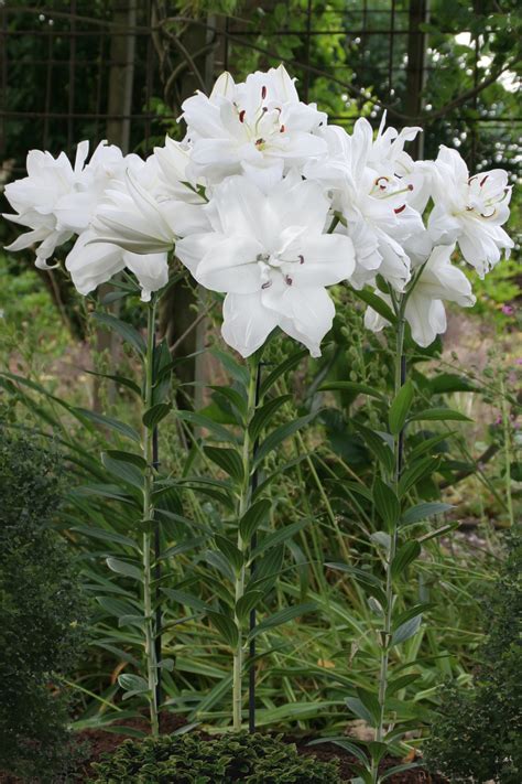 Lotus Pure Lily Bulb