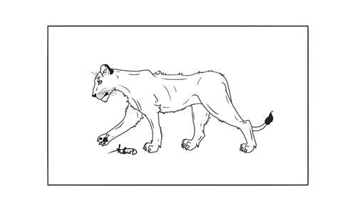Lioness Lineart By Chatoyant11 On Deviantart