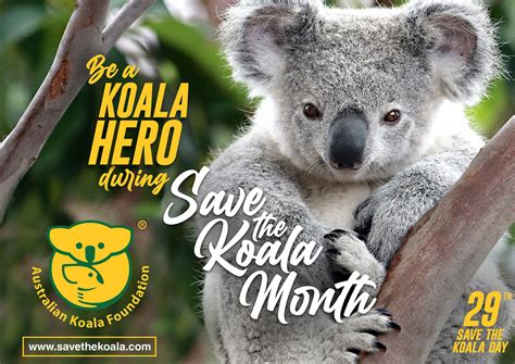 Koala Adoption Bringing Down Under Up Close To Save The Koalas