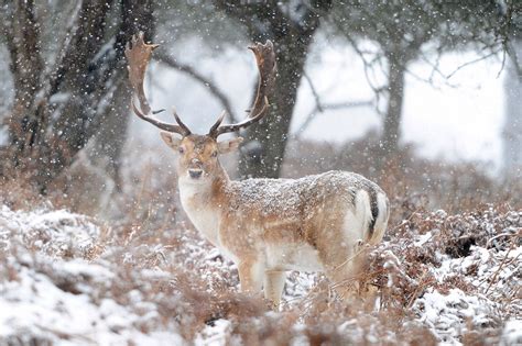 Pin By Bron Jenkins On Animals Animal Planet Deer Winter Scenes