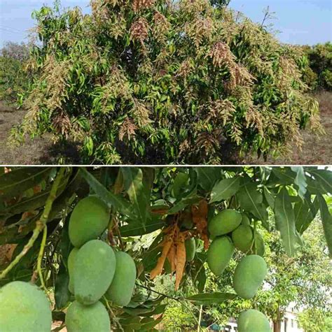Regular use of mango helps in maintaining the blood pressure, the common. Mango Pests, Diseases, and Control Methods - a Full Guide ...