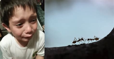 Niño Llora Desconsoladamente Tras Matar A Una Hormiga Con Su Moto De