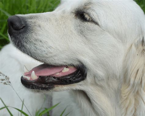 Your Dog Has Chapped Lips Heres Everything You Need To Know