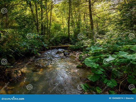 Lush Green Forest With Tranquil Stream Stock Photo Image Of Colorful