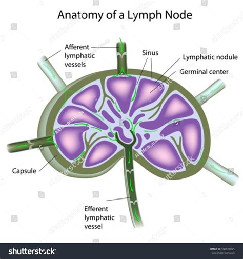 Structure Of A Lymph Node Stock Vector Illustration 100624825