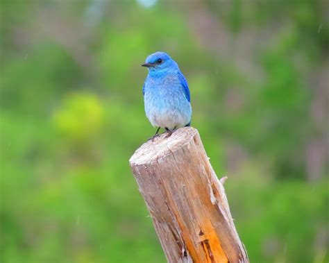 Mountain Bluebird - Birds and Blooms