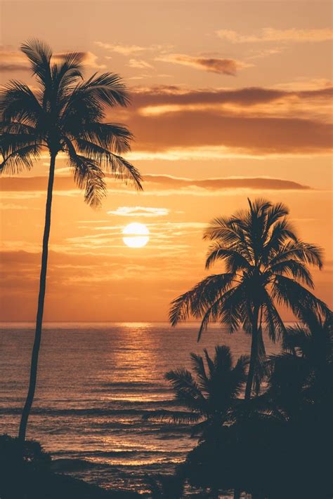 Vincentmanara Breathtaking Sunrise In Kauai Tree