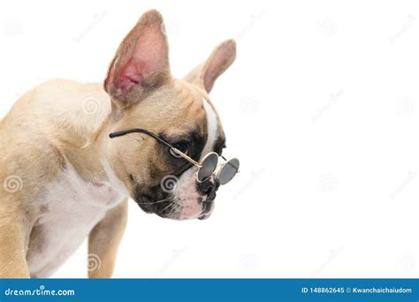Cute French Bulldog Wear Sunglass Isolated Stock Image Image Of Front
