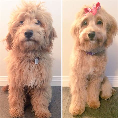 10 Dogs Before And After Their Haircuts Add Yours Bored Panda