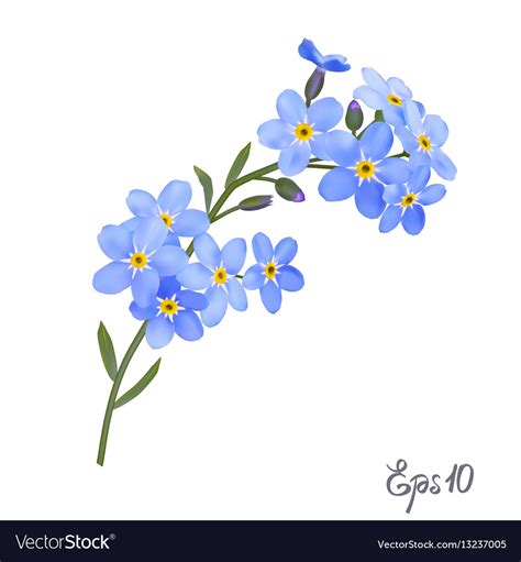 Branch Of Blue Forget Me Not Flowers Royalty Free Vector
