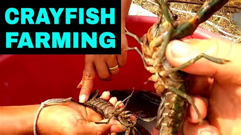 Breeding Crayfish Successfully In Tanks And Ponds Home Set Up Youtube