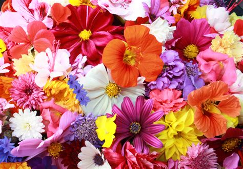 2048x1152 Colorful Hd Flowers 2048x1152 Resolution Hd 4k