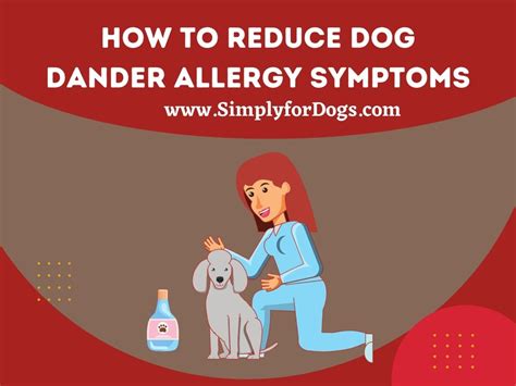 Dog Dander Allergy Symptoms Way To Reduce Simply For Dogs