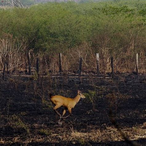 Seca Se Arrasta Há 4 Anos E Deixa Pantanal Em Alerta Para Incêndios Rw Cast