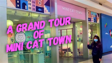 Tour Of Mini Cat Towns Adoption Floor Youtube