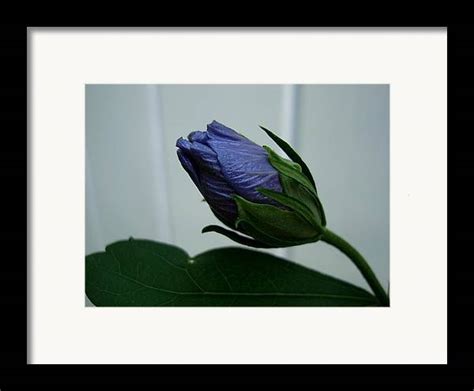 Blue Bud Framed Print By Michiale Schneider