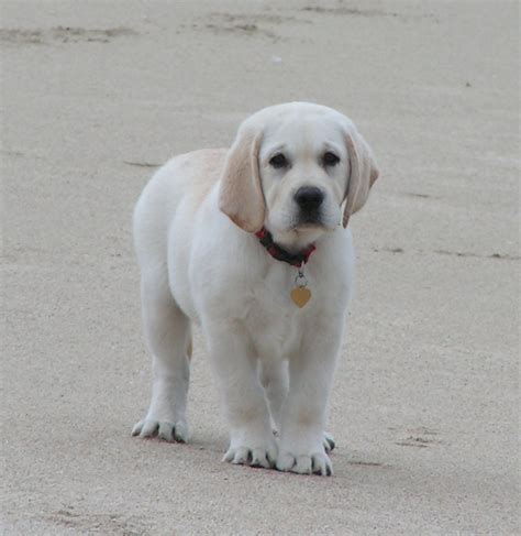 The parent dogs are gentle and calm around looking for female black labrador puppy, english stock. Shelby's White Labrador Breeders A White Lab Breeder ...