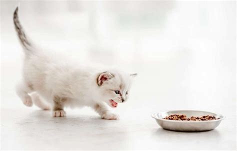 When Kittens Can Start Eating Food And What To Feed Them