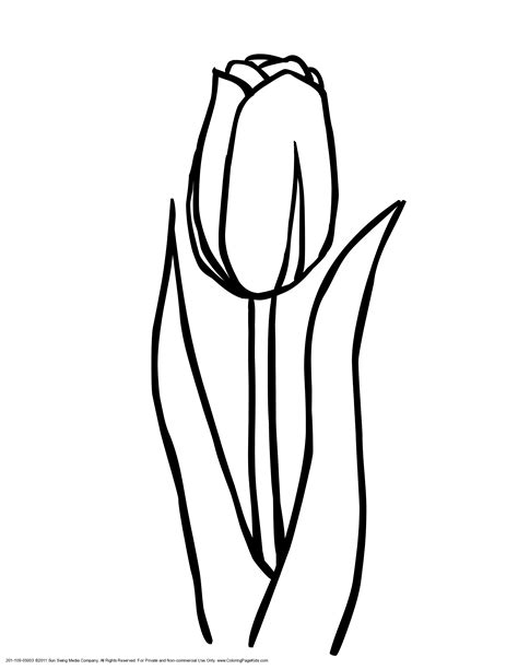 Tulips Outline Clipart Best