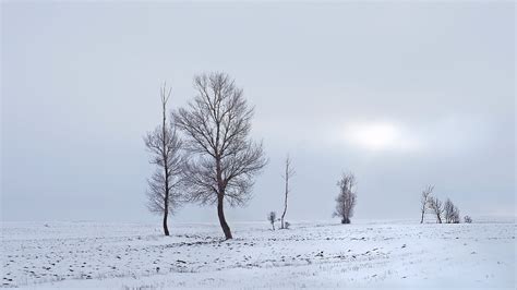 winter, Field, Trees, Landscape Wallpapers HD / Desktop and Mobile ...