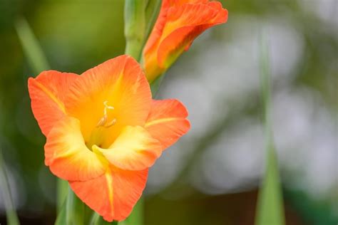 Beautiful Orange Gladiolus Flowers Premium Photo