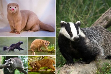 Animals Like Badgers 17 Animals Similar To Badgers
