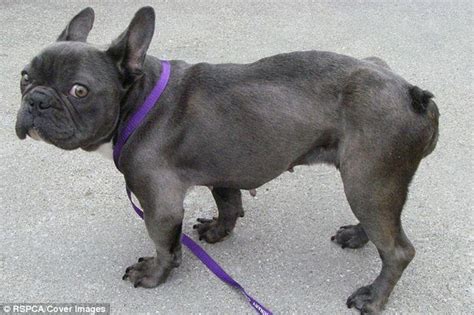 The french bulldog is a small sized domestic breed that was an outcome of crossing the ancestors of bulldog brought over from blue french bulldog. RSPCA warns of trend for designer breed dogs such as pugs ...