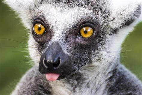 P Lemurs Are A Clade Of Strepsirrhine Primates Endemic To Flickr