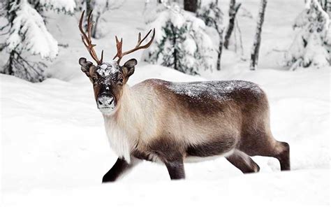 Aprende Todo Sobre Amarok En La Mitología Inuit