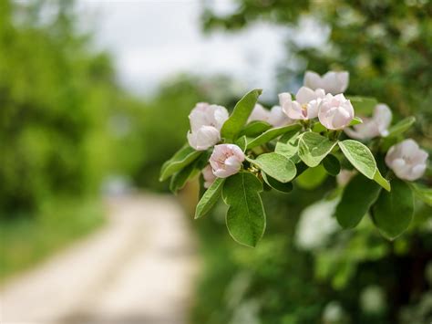 Wallpaper Nature Branch Green Blossom Tree Leaf Flower Flora