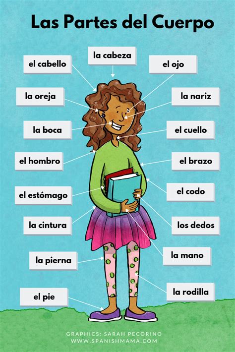 Free Worksheet And Poster For Learning The Parts Of The Body In Spanish