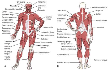 Muscles Anterior Full Body Diagram Anatomy And Physiology Anatomical