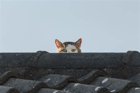 Psbattle Cat Peeking Over A Roof Rphotoshopbattles