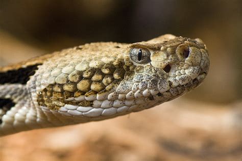 Reptile Facts Like All Pit Vipers Rattlesnakes Like This Timber