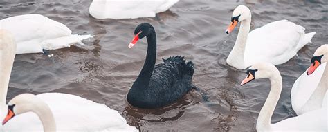 Black Swans Could Be Entirely Wiped Out By A Single Virus Scientists