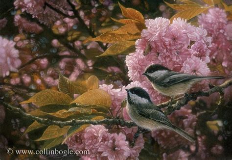 Collin Bogle Wildlife Paintings Nature Artists Bird Art Print