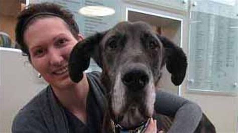 Great Dane Sold On Kijiji Recovering After Near Starvation Cbc News