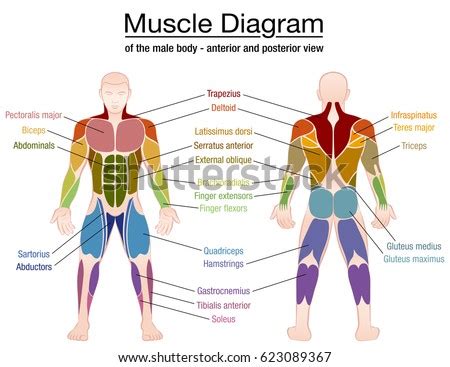The interactive muscle anatomy diagram shown below outlines the major superficial (i.e. Muscle Diagram Most Important Muscles Athletic Stock ...