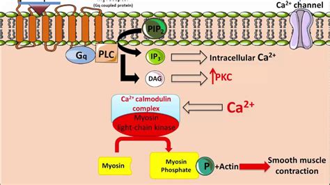 There are various classes of neurotransmitters, with different functions and mechanisms of action. Ipratropium - Mechanism of Action - YouTube